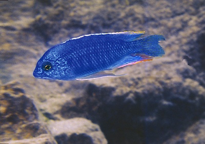 Protomelas taeniolatus 'Magunga'